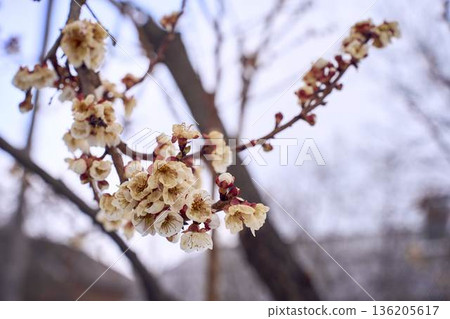 Frozen apricot blossom damaged by climate change frost Frozen apricot blossom damaged by climate change frost 136205617