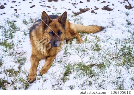 German Shepherd Dog Lying in White Snow Winter Landscape 136205618