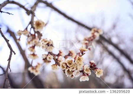 Frozen apricot blossom damaged by climate change frost 136205620