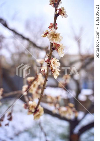 Frozen apricot blossom damaged by climate change frost Frozen apricot blossom damaged by climate change frost 136205621