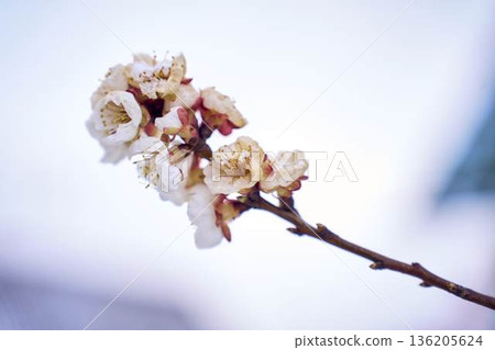 Frozen apricot blossom damaged by climate change frost 136205624