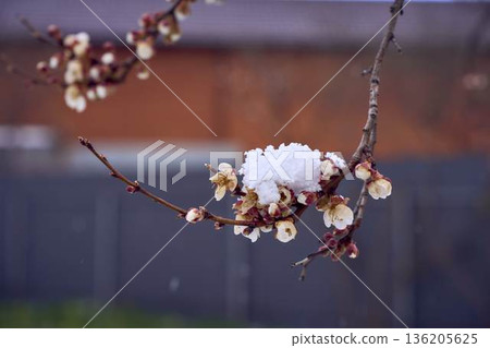 Frozen apricot blossom damaged by climate change frost Frozen apricot blossom damaged by climate change frost 136205625