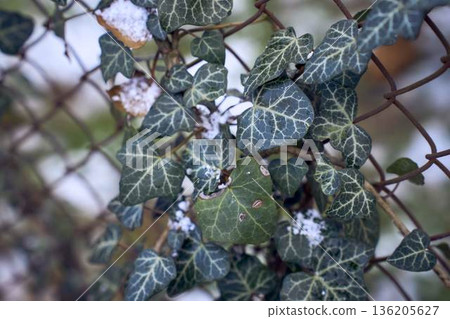 Common ivy hedera helix leaves covered in an unexpected snow 136205627