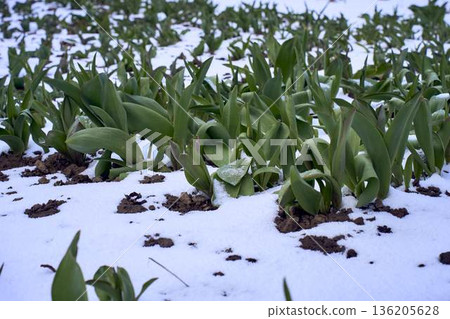 Pink Tulips Covered in Unexpected April Snow Climate Change Concept Pink Tulips Covered in Unexpected April Snow Climate Change Concept 136205628