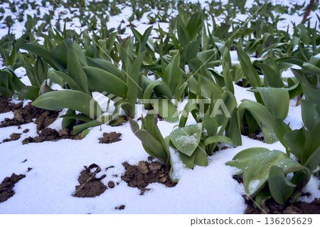 Pink Tulips Covered in Unexpected April Snow Climate Change Concept Pink Tulips Covered in Unexpected April Snow Climate Change Concept 136205629