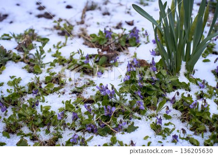 Siberian Squill Scilla Siberica Blue Flowers Blooming in April Snow Climate Change Siberian Squill Scilla Siberica Blue Flowers Blooming in April Snow Climate Change 136205630