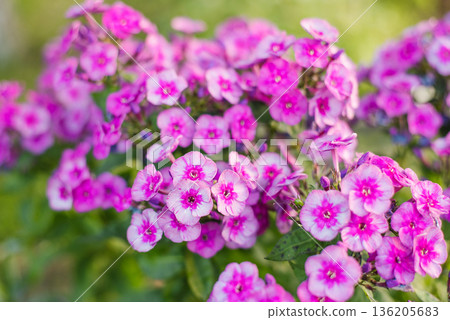 Bright Classic Cassis phlox blooms in sunlight 136205683