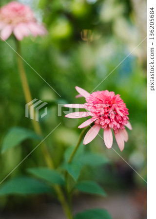Blooming Echinacea Raspberry Truffle With Pink Double Petals 136205684