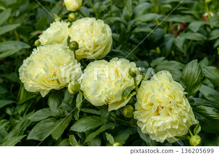 Paeonia, peony Lemon Chiffon blooms in the garden in summer Paeonia, peony Lemon Chiffon blooms in the garden in summer 136205699