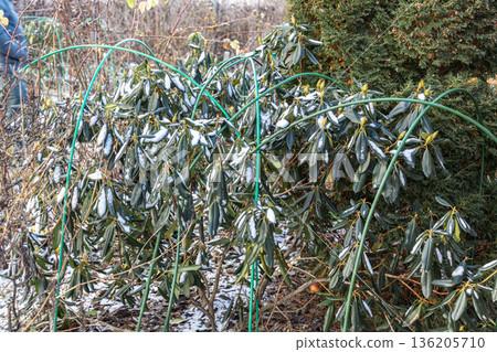 Winter Protection for Garden, winter shelter for garden plants, shelter rhododendrons Winter Protection for Garden, winter shelter for garden plants, shelter rhododendrons 136205710