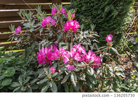 Rhododendron damaged by disease or burns in a spring garden Rhododendron damaged by disease or burns in a spring garden 136205730