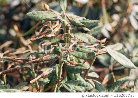 Rhododendron damaged by disease or burns in a spring garden 136205753