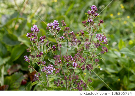 Care of the garden in summer, after the flowering of the evergreen rhododendron 136205754