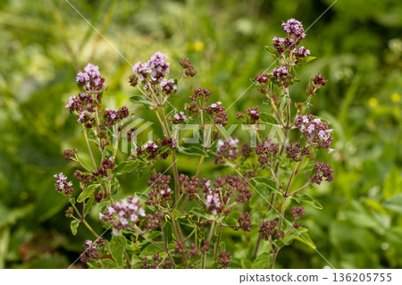 Care of the garden in summer, after the flowering of the evergreen rhododendron 136205755