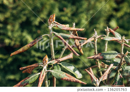 Rhododendron damaged by disease or burns in a spring garden 136205763