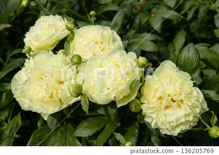 Paeonia, peony Lemon Chiffon blooms in the garden in summer 136205769