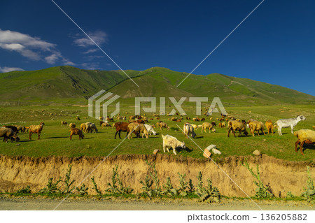 Large flock of sheep and goats grazing in mountain pasture in Kyrgyzstan Large flock of sheep and goats grazing in mountain pasture in Kyrgyzstan 136205882