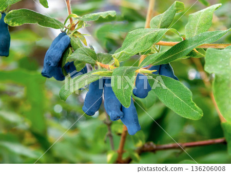Blue honeysuckle berry on a bush close-up Blue honeysuckle berry on a bush close-up 136206008