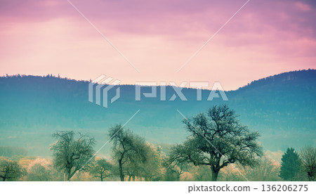 Blossoming fruit trees in the field against mountains. Spring nature background Blossoming fruit trees in the field against mountains. Spring nature background 136206275