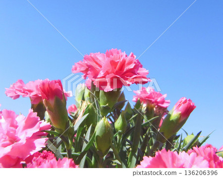 Carnations bathed in the sun Carnations bathed in the sun 136206396