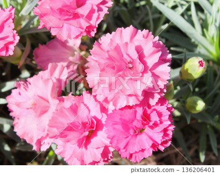 Carnations in full bloom 136206401
