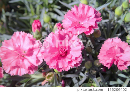 Carnations on a sunny day 136206402