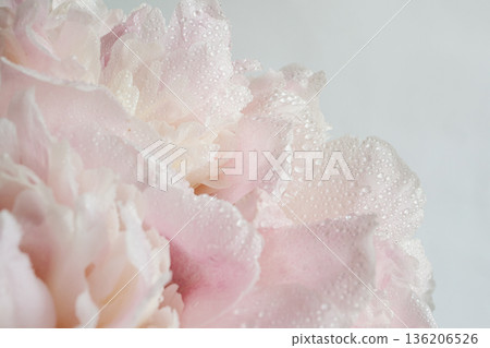 Delicate pink peony petals covered with dew highlighting freshness and growth Delicate pink peony petals covered with dew highlighting freshness and growth 136206526