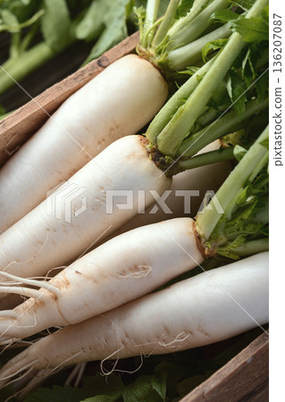 Close up of daikon radish roots and greens Close up of daikon radish roots and greens 136207087