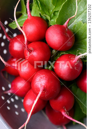 Detailed view of fresh red radishes with water droplets Detailed view of fresh red radishes with water droplets 136207102