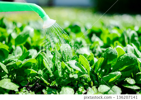 Fresh spinach leaves growing in sunny garden bed 136207141