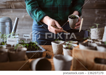 Man preparing pepper seedling in peat cup Man preparing pepper seedling in peat cup 136207170