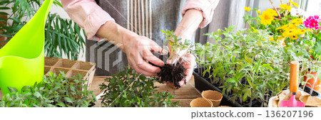Pricking out, a man transplants young tomato and pepper seedlings into eco pots, transplanting seedlings from plastic containers into peat pots, preparing for spring planting in the ground, banner 136207196