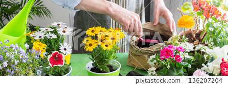 A gardener placing Osteospermum in pots with lush green background, perfect for home gardening and hobby lifestyle, spring terrace or balcony decorated with blooming flowers, banner 136207204