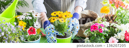 Spring terrace or balcony decorated with blooming flowers, Osteospermum being planted in pots by a man, framed by green foliage, highlighting hobby gardening and spring freshness, banner 136207205