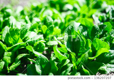 Sunlit garden bed with vibrant young spinach leaves 136207207