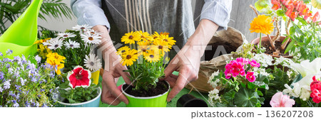 Home balcony spring setup with man planting flowers, colorful Osteospermum in pots, surrounded by greenery, evoking leisure and nature care, banner 136207208