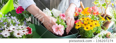 A man planting colorful petunias in pots, surrounded by lush greenery, capturing spring gardening and hobby vibes, spring decoration of a home balcony or terrace with flowers, banner 136207274