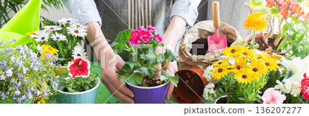 Vibrant scene with a man tending potted geranium, green foliage around, emphasizing hobby gardening, spring decor and outdoor enjoyment, spring terrace or balcony decorated with blooming flowers 136207277