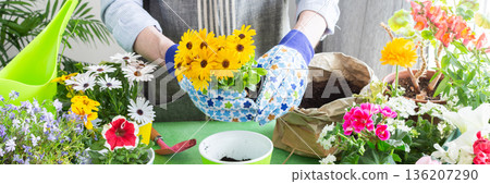 Spring terrace or balcony decorated with blooming flowers, Osteospermum being planted in pots by a man, framed by green foliage, highlighting hobby gardening and spring freshness, banner 136207290