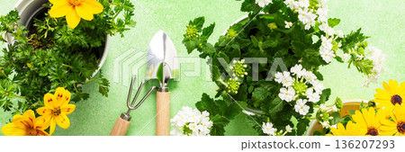 Colorful spring flowers in pots brighten a home balcony. Gardening tools are neatly arranged, ready for planting. This cheerful setup invites joy and beauty to the outdoor space, banner Colorful spring flowers in pots brighten a home balcony. Gardening tools are neatly arranged, ready for planting. This cheerful setup invites joy and beauty to the outdoor space, banner 136207293