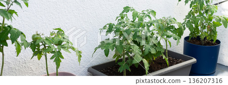 Tomato plants are growing in pots on a city balcony. A container holds dirt and smaller vegetables. The setting shows gardening activity in an urban area, banner 136207316