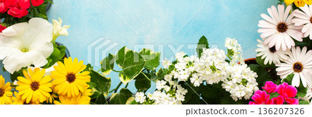 Colorful spring flowers adorn a home balcony, creating a lively atmosphere. The flowers include daisies, begonias, and petunias, celebrating the beauty of the season, banner Colorful spring flowers adorn a home balcony, creating a lively atmosphere. The flowers include daisies, begonias, and petunias, celebrating the beauty of the season, banner 136207326