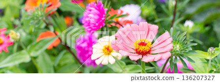Different flowers are in bloom in a garden. Colors include pink, orange, and purple. Green leaves surround the flowers in a vibrant scene on a sunny day, banner Different flowers are in bloom in a garden. Colors include pink, orange, and purple. Green leaves surround the flowers in a vibrant scene on a sunny day, banner 136207327