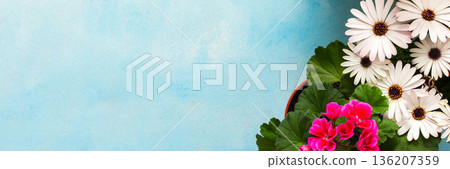 Colorful spring flowers adorn a home balcony, creating a lively atmosphere. The flowers include daisies, begonias, and petunias, celebrating the beauty of the season, banner Colorful spring flowers adorn a home balcony, creating a lively atmosphere. The flowers include daisies, begonias, and petunias, celebrating the beauty of the season, banner 136207359