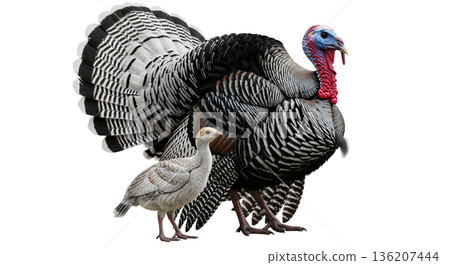 A Royal Palm turkey tom displays its tail while standing beside a small turkey poult. Both birds are isolated on a transparent background. The tom shows its feathers. A Royal Palm turkey tom displays its tail while standing beside a small turkey poult. Both birds are isolated on a transparent background. The tom shows its feathers. 136207444
