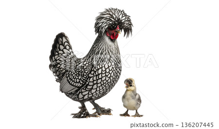 A Silver Laced Polish chicken is standing next to its chick. The setting is bright, highlighting the unique feathers and the bond between the mother and her chick. 136207445