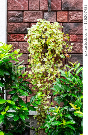 Decorating facade of red brick building with plants ivy, potted Prunus laurocerasus, or cherry laurel close-up, landscaped and greenery concept, gardening, botanical background Decorating facade of red brick building with plants ivy, potted Prunus laurocerasus, or cherry laurel close-up, landscaped and greenery concept, gardening, botanical background 136207482