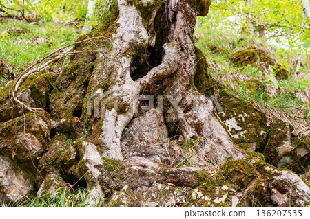 close-up of a twisted tree trunk covered in moss and roots in a forest. Natural patterns, sustainability, and wildlife concepts close-up of a twisted tree trunk covered in moss and roots in a forest. Natural patterns, sustainability, and wildlife concepts 136207535