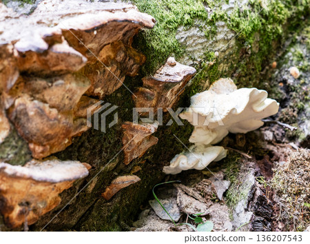 Tinder fungus on a tree trunk with moss. Wood decay fungi on bark. Natural forest ecology and mushroom growth. Wildlife flora Tinder fungus on a tree trunk with moss. Wood decay fungi on bark. Natural forest ecology and mushroom growth. Wildlife flora 136207543
