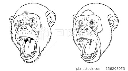 Line drawing of chimpanzee heads with open mouths, showing aggressive expressions suitable for sticker designs 136208053